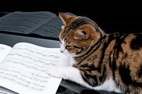 Do Cats Enjoy Music? And Other Feline-Related Queries